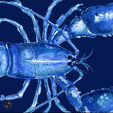 Small tray -  Funky little Lobster